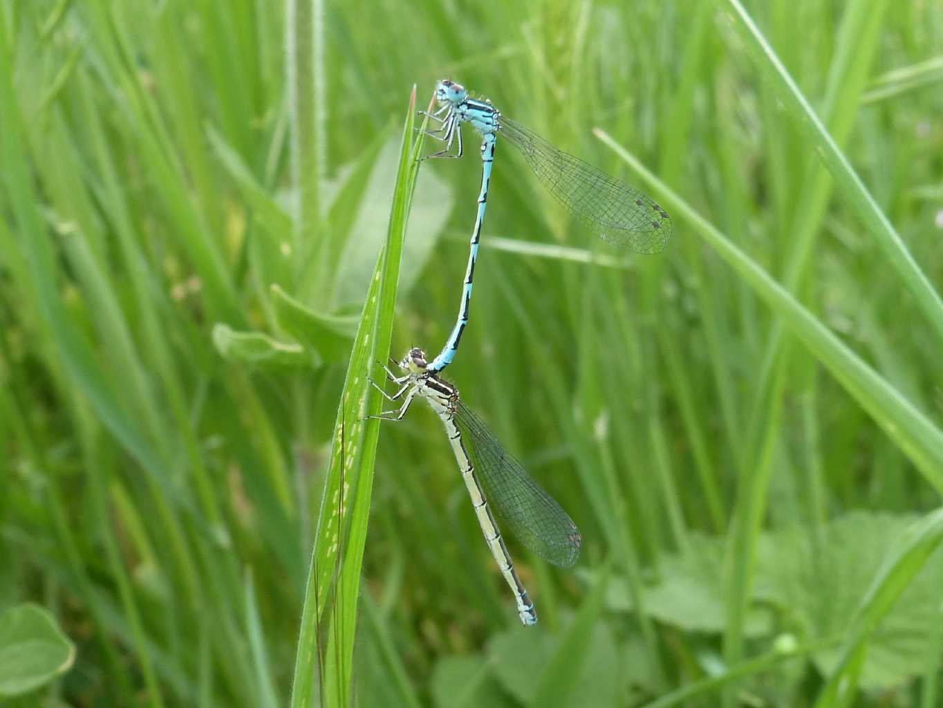 Coenagrion mercuriale castellani in accoppiamento